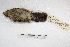  ( - MACN-Or-ct 2171)  @13 [ ] Copyright (2014) MACN Museo Argentino de Ciencias Naturales, Bernardino Rivadavia