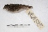  (Ammodramus - MACN-Or-ct 2354)  @15 [ ] Copyright (2014) MACN Museo Argentino de Ciencias Naturales, Bernardino Rivadavia