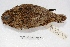  ( - MACN-Or-ct 2383)  @13 [ ] Copyright (2014) MACN Museo Argentino de Ciencias Naturales, Bernardino Rivadavia