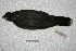  ( - MACN-Or-ct 2420)  @12 [ ] Copyright (2014) MACN Museo Argentino de Ciencias Naturales, Bernardino Rivadavia