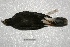 ( - MACN-Or-ct 2420)  @12 [ ] Copyright (2014) MACN Museo Argentino de Ciencias Naturales, Bernardino Rivadavia