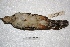  ( - MACN-Or-ct 2432)  @12 [ ] Copyright (2014) MACN Museo Argentino de Ciencias Naturales, Bernardino Rivadavia