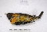  ( - MACN-Or-ct 2460)  @12 [ ] Copyright (2014) MACN Museo Argentino de Ciencias Naturales, Bernardino Rivadavia