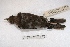 ( - MACN-Or-ct 2879)  @12 [ ] Copyright (2014) MACN Museo Argentino de Ciencias Naturales, Bernardino Rivadavia