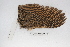  ( - MACN-Or-ct 3285)  @11 [ ] Copyright (2014) MACN Museo Argentino de Ciencias Naturales, Bernardino Rivadavia