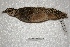  ( - MACN-Or-ct 3297)  @11 [ ] Copyright (2014) MACN Museo Argentino de Ciencias Naturales, Bernardino Rivadavia
