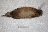  ( - MACN-Or-ct 3297)  @11 [ ] Copyright (2014) MACN Museo Argentino de Ciencias Naturales, Bernardino Rivadavia