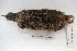  ( - MACN-Or-ct 3300)  @11 [ ] Copyright (2014) MACN Museo Argentino de Ciencias Naturales, Bernardino Rivadavia