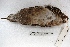  ( - MACN-Or-ct 3300)  @11 [ ] Copyright (2014) MACN Museo Argentino de Ciencias Naturales, Bernardino Rivadavia