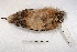  ( - MACN-Or-ct 3305)  @11 [ ] Copyright (2014) MACN Museo Argentino de Ciencias Naturales, Bernardino Rivadavia