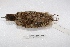  ( - MACN-Or-ct 3306)  @11 [ ] Copyright (2014) MACN Museo Argentino de Ciencias Naturales, Bernardino Rivadavia
