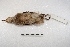  ( - MACN-Or-ct 3307)  @11 [ ] Copyright (2014) MACN Museo Argentino de Ciencias Naturales, Bernardino Rivadavia