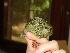  ( - MACN-Or-ct 3518)  @11 [ ] Copyright (2014) MACN Museo Argentino de Ciencias Naturales, Bernardino Rivadavia