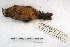  ( - MACN-Or-ct 3540)  @13 [ ] Copyright (2014) MACN Museo Argentino de Ciencias Naturales, Bernardino Rivadavia