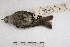  ( - MACN-Or-ct 3593)  @12 [ ] Copyright (2014) MACN Museo Argentino de Ciencias Naturales, Bernardino Rivadavia