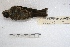  ( - MACN-Or-ct 3594)  @12 [ ] Copyright (2014) MACN Museo Argentino de Ciencias Naturales, Bernardino Rivadavia