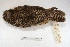  ( - MACN-Or-ct 3638)  @13 [ ] Copyright (2014) MACN Museo Argentino de Ciencias Naturales, Bernardino Rivadavia