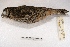  ( - MACN-Or-ct 3638)  @13 [ ] Copyright (2014) MACN Museo Argentino de Ciencias Naturales, Bernardino Rivadavia