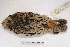  ( - MACN-Or-ct 3638)  @12 [ ] Copyright (2014) MACN Museo Argentino de Ciencias Naturales, Bernardino Rivadavia