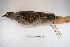  ( - MACN-Or-ct 3642)  @11 [ ] Copyright (2014) MACN Museo Argentino de Ciencias Naturales, Bernardino Rivadavia