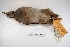  ( - MACN-Or-ct 3642)  @11 [ ] Copyright (2014) MACN Museo Argentino de Ciencias Naturales, Bernardino Rivadavia