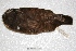  (Pulsatrix - MACN-Or-ct 3653)  @12 [ ] Copyright (2014) MACN Museo Argentino de Ciencias Naturales, Bernardino Rivadavia