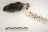  ( - MACN-Or-ct 3757)  @13 [ ] Copyright (2014) MACN Museo Argentino de Ciencias Naturales, Bernardino Rivadavia