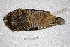  ( - MACN-Or-ct 3763)  @12 [ ] Copyright (2014) MACN Museo Argentino de Ciencias Naturales, Bernardino Rivadavia