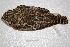  (Bubo virginianus - MACN-Or-ct 3766)  @13 [ ] Copyright (2014) MACN Museo Argentino de Ciencias Naturales, Bernardino Rivadavia