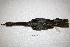  ( - MACN-Or-ct 3769)  @11 [ ] Copyright (2014) MACN Museo Argentino de Ciencias Naturales, Bernardino Rivadavia
