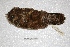  ( - MACN-Or-ct 3936)  @12 [ ] Copyright (2014) MACN Museo Argentino de Ciencias Naturales, Bernardino Rivadavia