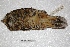  ( - MACN-Or-ct 3936)  @12 [ ] Copyright (2014) MACN Museo Argentino de Ciencias Naturales, Bernardino Rivadavia