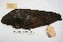  ( - MACN-Or-ct 3950)  @11 [ ] Copyright (2014) MACN Museo Argentino de Ciencias Naturales, Bernardino Rivadavia
