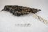  (Sturnus - MACN-Or-ct 3988)  @14 [ ] Copyright (2014) MACN Museo Argentino de Ciencias Naturales, Bernardino Rivadavia