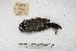  ( - MACN-Or-ct 4073)  @11 [ ] Copyright (2014) MACN Museo Argentino de Ciencias Naturales, Bernardino Rivadavia