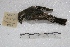  ( - MACN-Or-ct 4078)  @11 [ ] Copyright (2014) MACN Museo Argentino de Ciencias Naturales, Bernardino Rivadavia