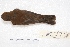  ( - MACN-Or-ct 4181)  @13 [ ] Copyright (2015) MACN Museo Argentino de Ciencias Naturales, Bernardino Rivadavia
