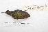  ( - MACN-Or-ct 4250)  @11 [ ] Copyright (2015) MACN Museo Argentino de Ciencias Naturales, Bernardino Rivadavia