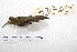  ( - MACN-Or-ct 4250)  @11 [ ] Copyright (2015) MACN Museo Argentino de Ciencias Naturales, Bernardino Rivadavia