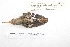  ( - MACN-Or-ct 4250)  @11 [ ] Copyright (2015) MACN Museo Argentino de Ciencias Naturales, Bernardino Rivadavia