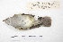  ( - MACN-Or-ct 4253)  @12 [ ] Copyright (2015) MACN Museo Argentino de Ciencias Naturales, Bernardino Rivadavia
