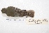  ( - MACN-Or-ct 4257)  @12 [ ] Copyright (2015) MACN Museo Argentino de Ciencias Naturales, Bernardino Rivadavia