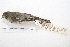  ( - MACN-Or-ct 4257)  @12 [ ] Copyright (2015) MACN Museo Argentino de Ciencias Naturales, Bernardino Rivadavia