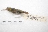  ( - MACN-Or-ct 4258)  @11 [ ] Copyright (2015) MACN Museo Argentino de Ciencias Naturales, Bernardino Rivadavia