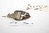  ( - MACN-Or-ct 4258)  @11 [ ] Copyright (2015) MACN Museo Argentino de Ciencias Naturales, Bernardino Rivadavia