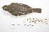  ( - MACN-Or-ct 4260)  @12 [ ] Copyright (2015) MACN Museo Argentino de Ciencias Naturales, Bernardino Rivadavia