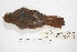  ( - MACN-Or-ct 4265)  @11 [ ] Copyright (2015) MACN Museo Argentino de Ciencias Naturales, Bernardino Rivadavia
