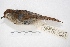  ( - MACN-Or-ct 4265)  @11 [ ] Copyright (2015) MACN Museo Argentino de Ciencias Naturales, Bernardino Rivadavia