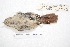  ( - MACN-Or-ct 4265)  @11 [ ] Copyright (2015) MACN Museo Argentino de Ciencias Naturales, Bernardino Rivadavia