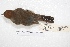  ( - MACN-Or-ct 4282)  @11 [ ] Copyright (2015) MACN Museo Argentino de Ciencias Naturales, Bernardino Rivadavia